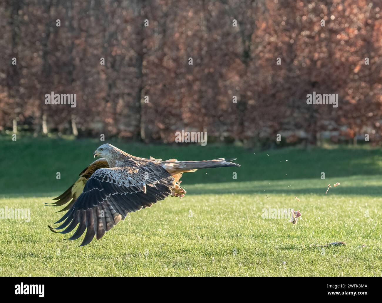 Ein spektakulärer Roter Drachen ( Milvus milvus ) in Aktion in einem Garten. Ich schnappte mir Hähnchenreste, Knochen, die überall herumfliegen. Suffolk, Großbritannien Stockfoto