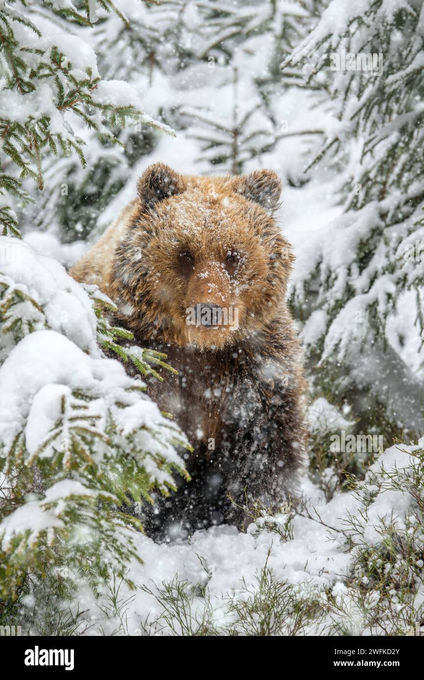 Großaufnahme erwachsener Braunbär im Winterwald. Tier in wilder Natur. Action-Wildlife-Szene mit gefährlichem Tier Stockfoto
