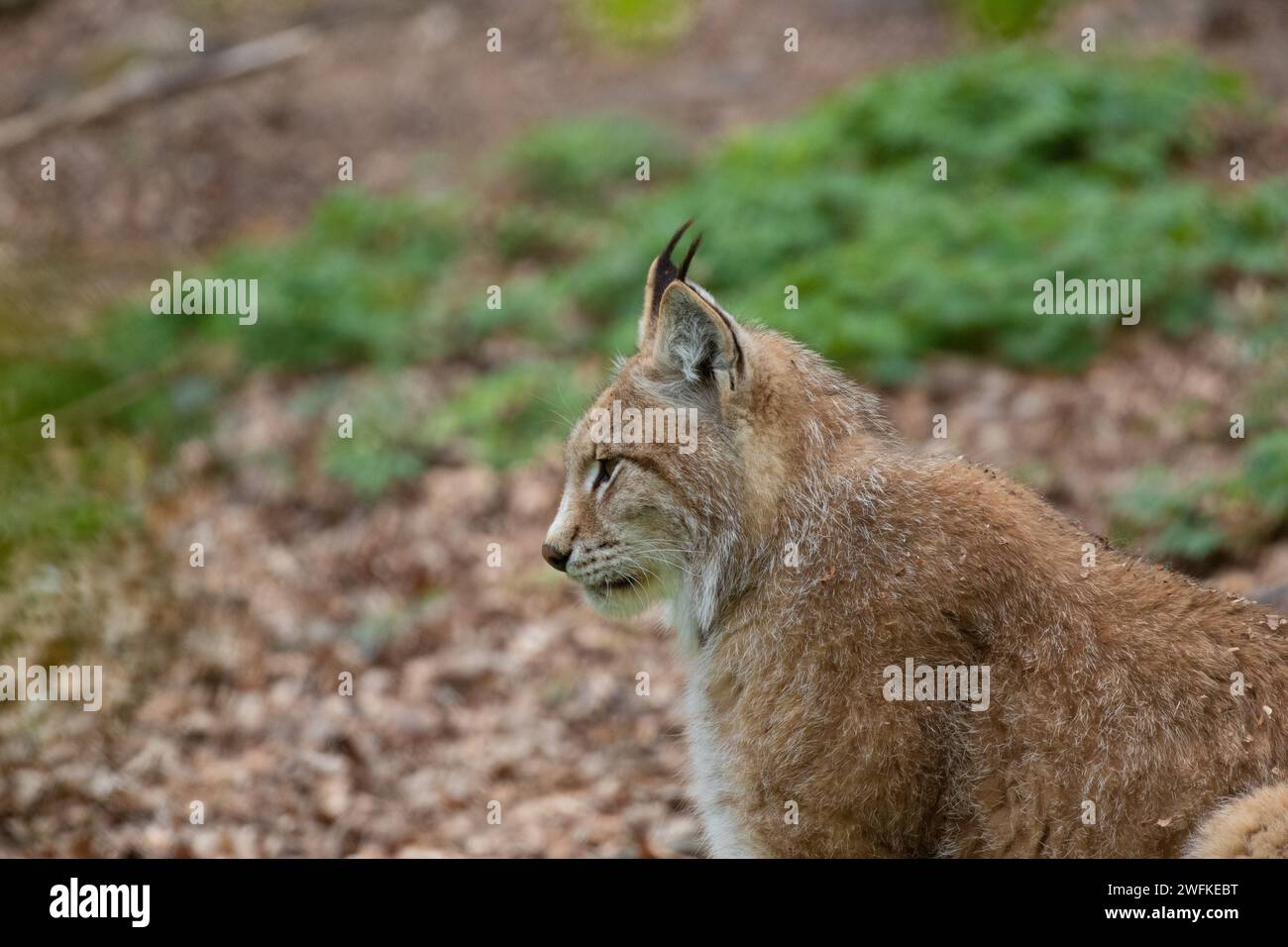 Lynx-Katze sitzt im Profil mit verschwommenem Hintergrund. Stockfoto