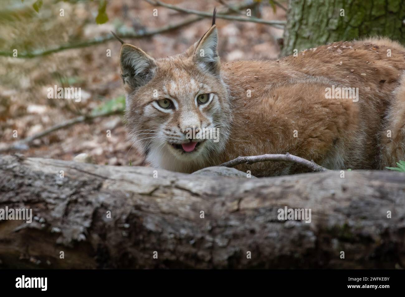 Lynx liegt hinter einem Kofferraum im Wald Stockfoto
