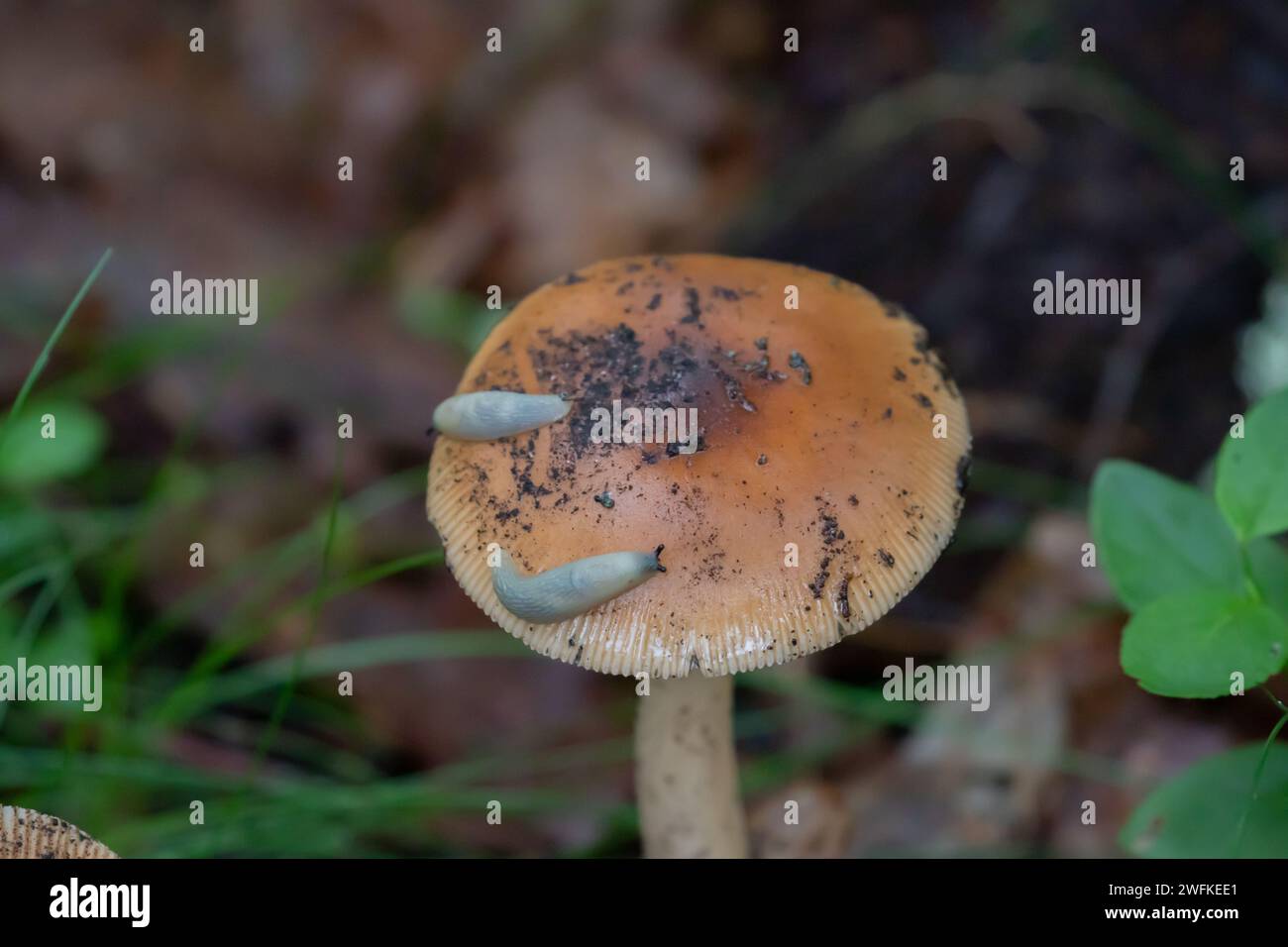 Weiße Schnecken oder Schnecken auf Pilzen Stockfoto