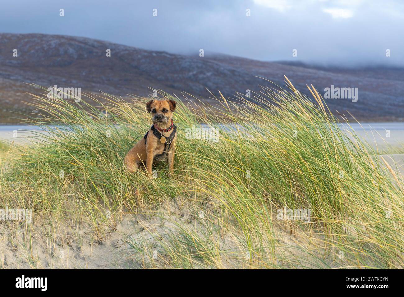 Ein Border Terrier, der in einer Sanddüne am Seilebost Beach gegenüber dem Luskentyre Beach an der Westküste von Harris in den Äußeren Hebriden ruht Stockfoto