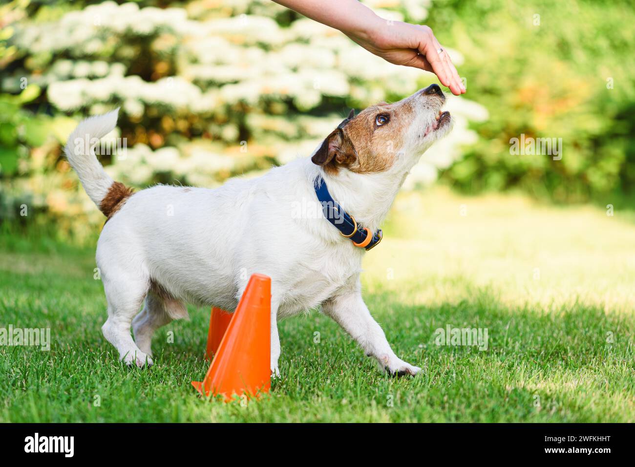 Der Tiertrainer bringt einem Hund mit Futter einen neuen Trick bei Stockfoto