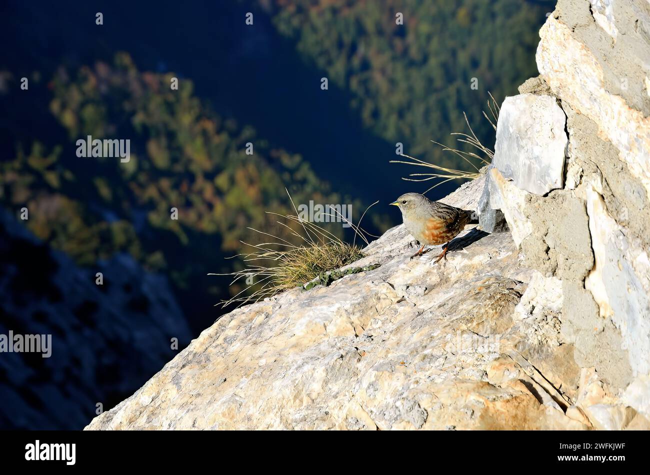 Zwei kleine Vögel auf einem felsigen Felsvorsprung mit einem malerischen Tal vor der fernen Kulisse Stockfoto
