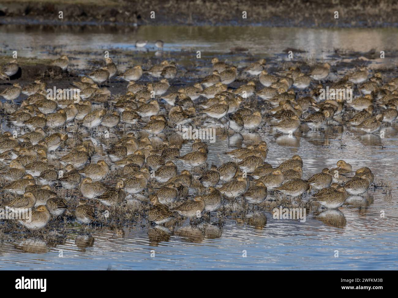 Europäischer Goldpfeifer, pluvialis apricaria, Herde am Hof, an der Lagune der Küste; Lodmoor, Dorset. Stockfoto