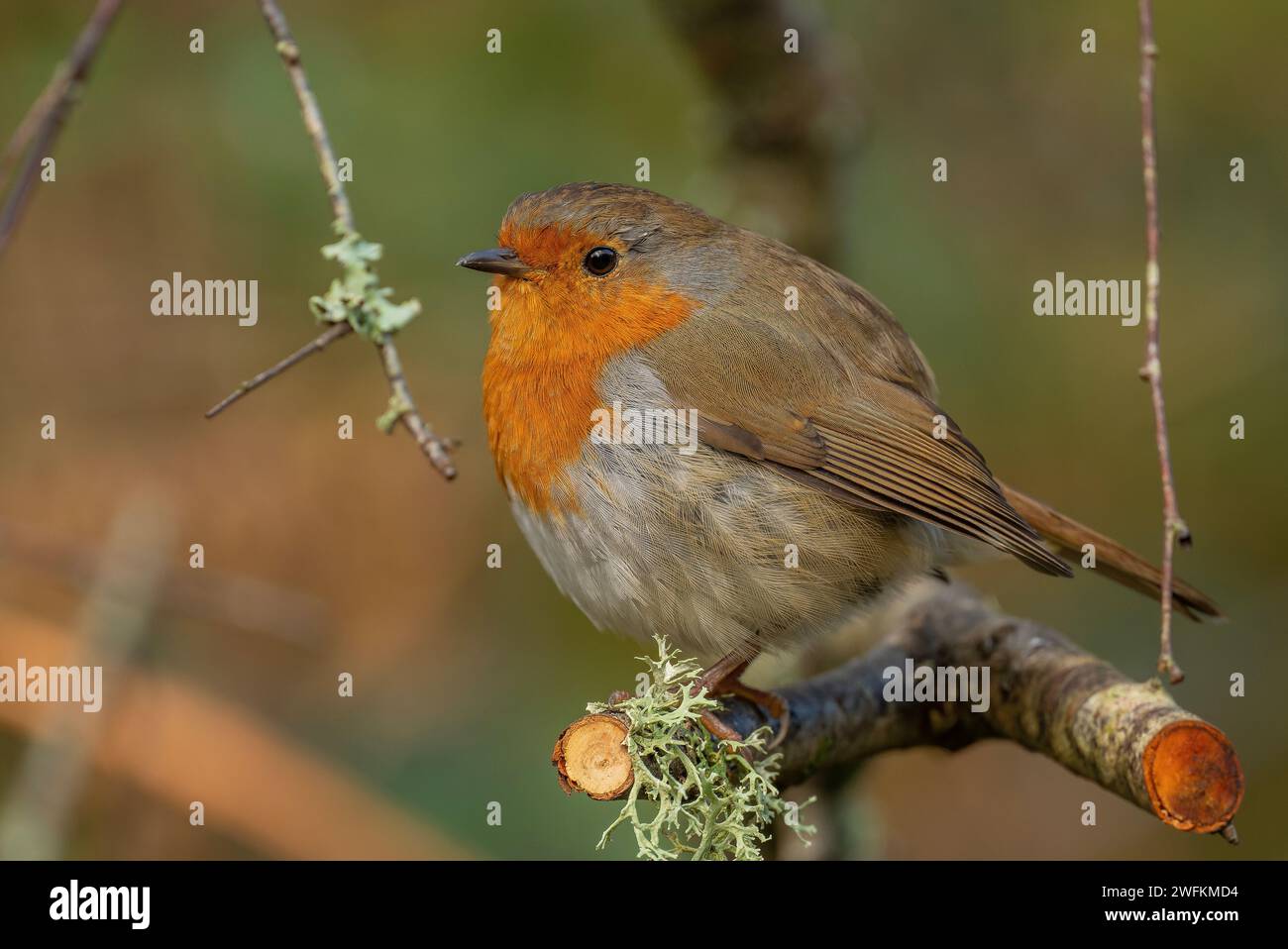 Robin, Erithacus rubecula, sitzt im Winter auf einem Ast. Stockfoto