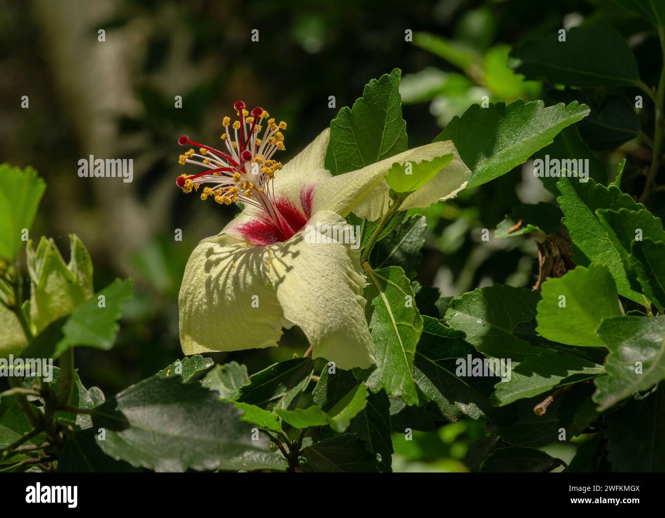 Hibiscus insularis, Phillip Island Hibiscus, in Blume. Australien. Stockfoto