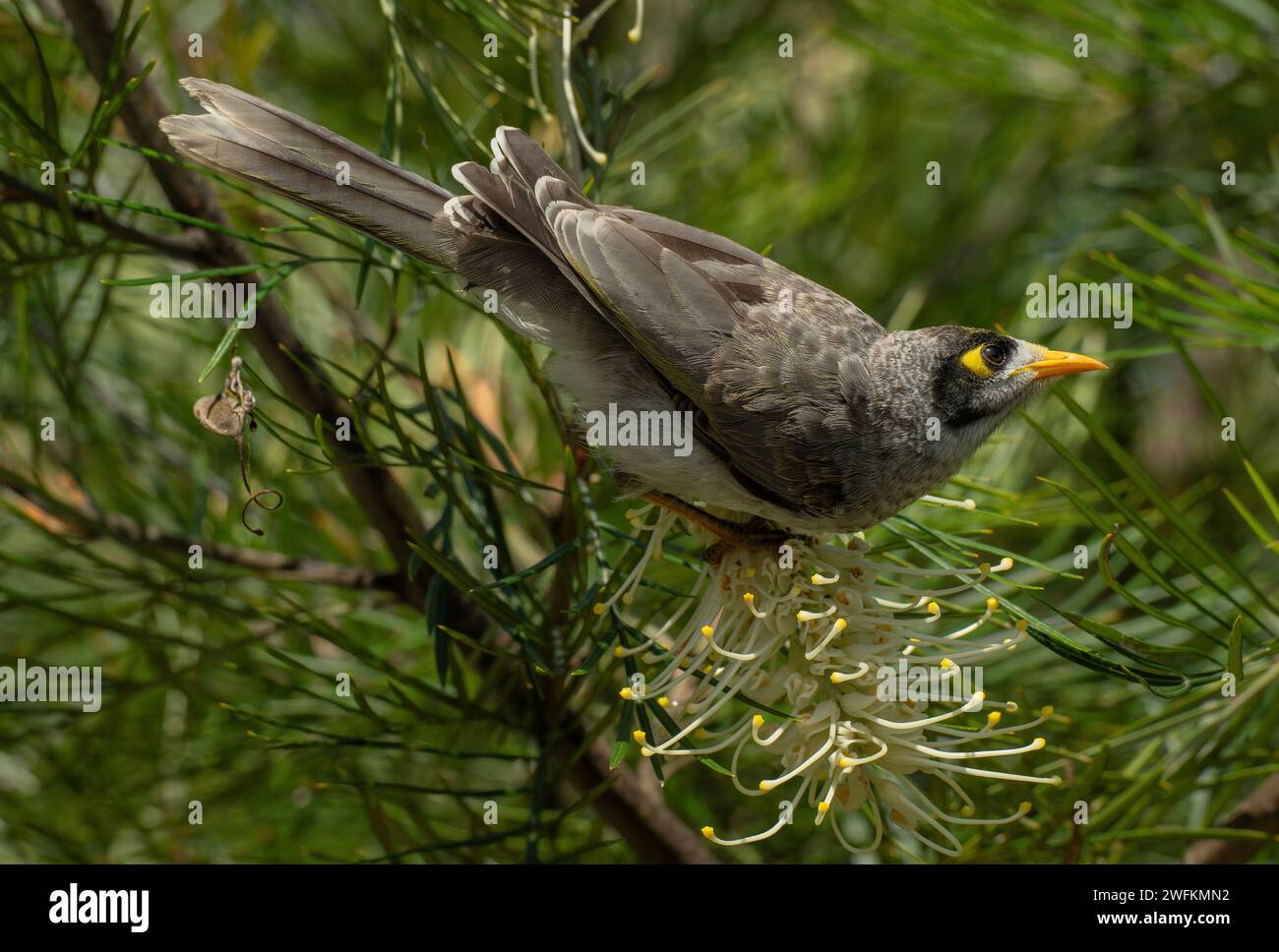 Lauter Bergmann, Manorina melanocephala, Fütterung von Grevillea Blumen im Garten. Stockfoto