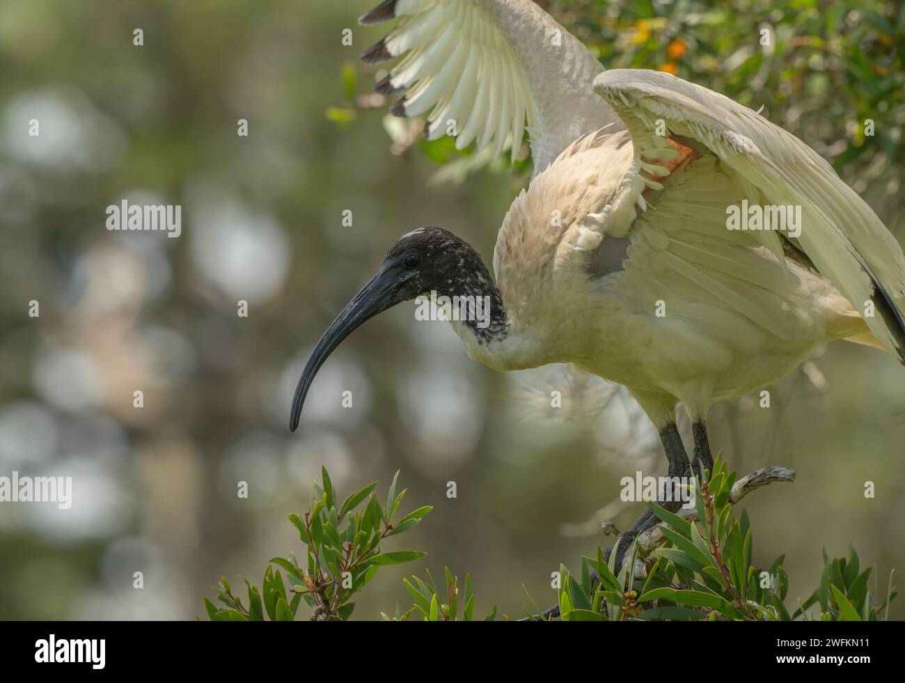 Australisches weißes ibis, Threskiornis molucca, thront auf einem Baum im Park. Sydney. Stockfoto