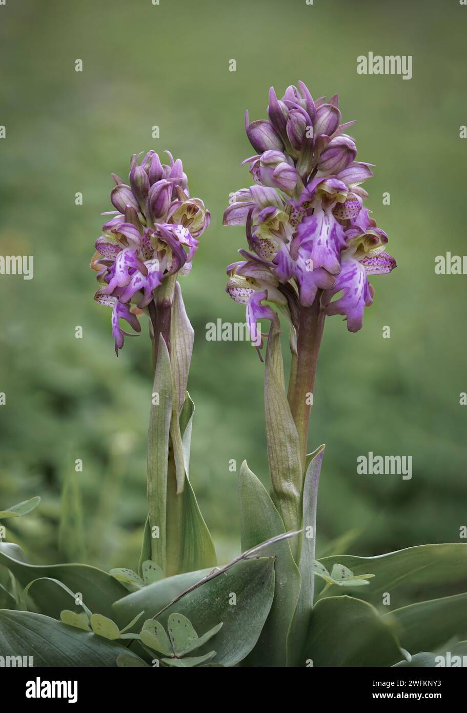 Riesige Orchidee, Barlia robertiana, Himantoglossum robertianum, Andalusien, Spanien. Stockfoto