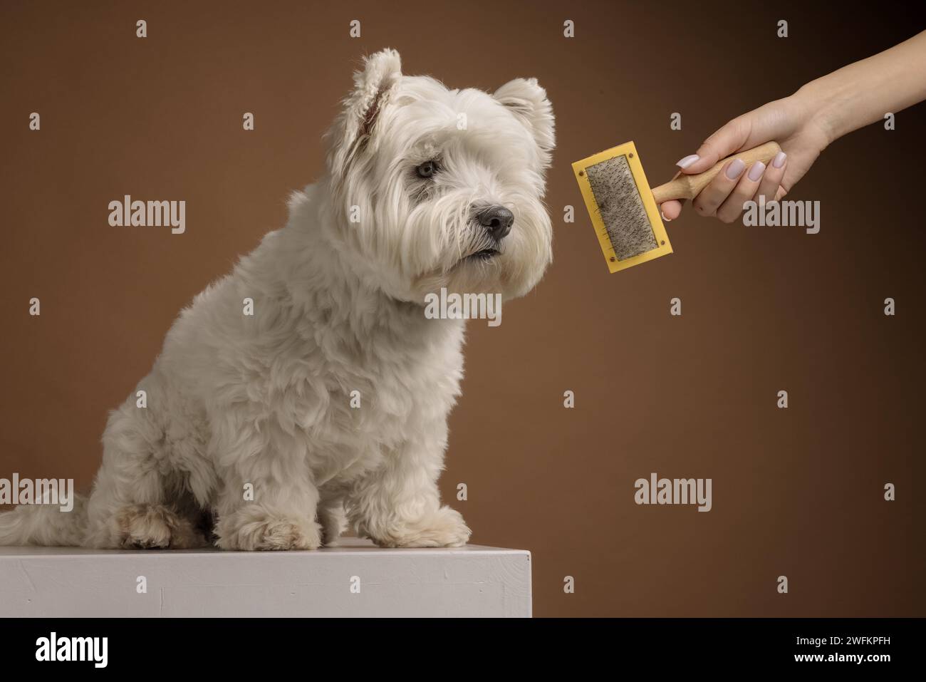 Hund vor der Pflege Stockfoto