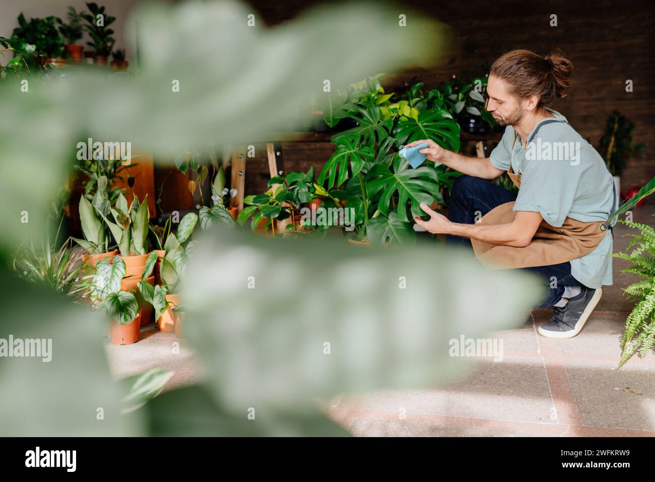 Erfahrene Erwachsene Blumenhändler stauben die Blätter von Topfpflanzen im grünen Inneren eines Hauses oder Blumengeschäfts ab. Stockfoto
