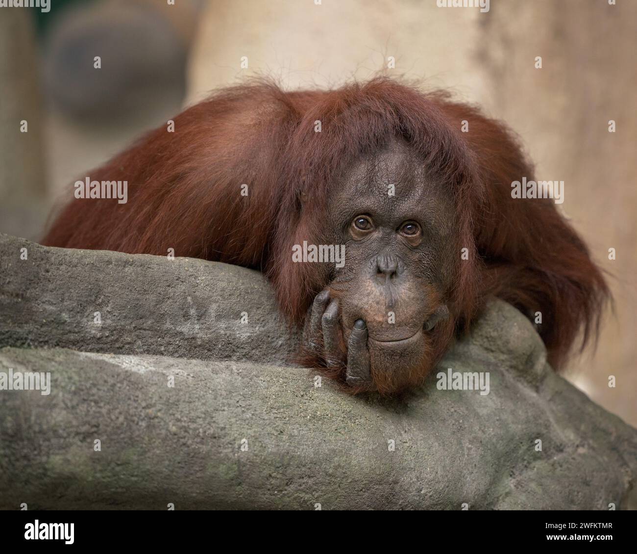 Adulte weibliche Orang-Utan-Nahaufnahme mit Expression Stockfoto