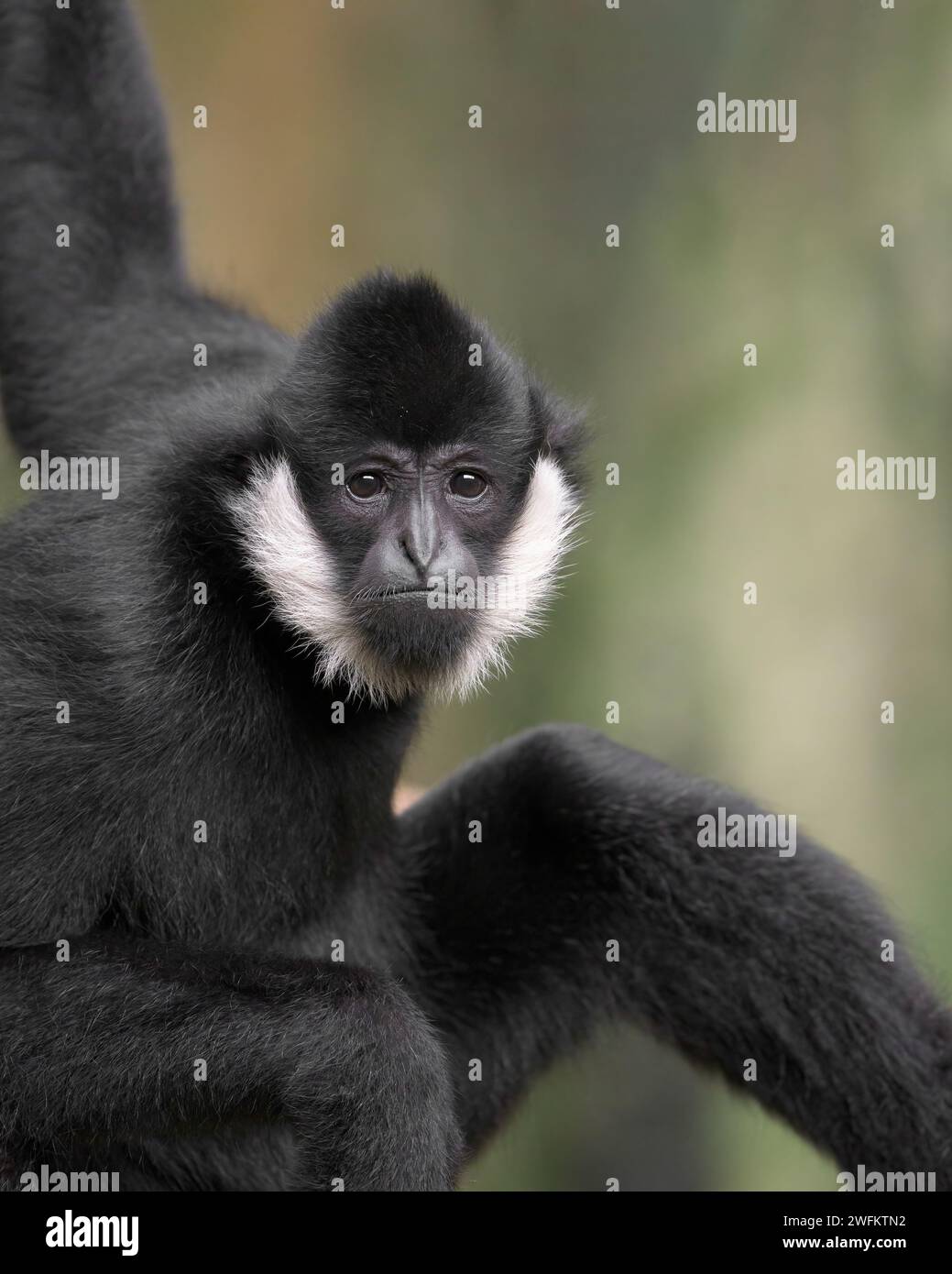 Erwachsener männlicher Weißwangengibbon (Nomascus leucogenys) Nahaufnahme Porträt Stockfoto