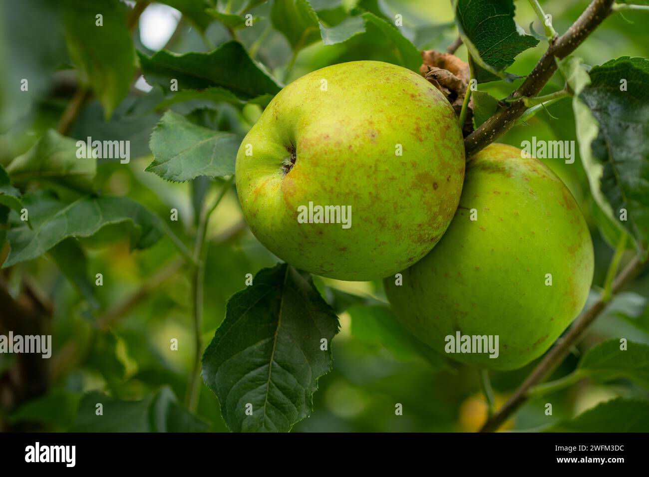 Zwei köstliche grüne Äpfel auf einem Baumzweig. Bio-Äpfel-Konzept. Gesundes Lebensmittelkonzept. Stockfoto