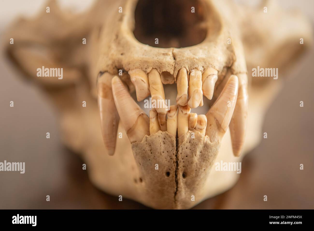 Eine Vorderansicht eines Braunbärenschädels. Brauner Bär, Eckzähne und prägnante Vorderansicht. Ursus arctos Gebiss Stockfoto