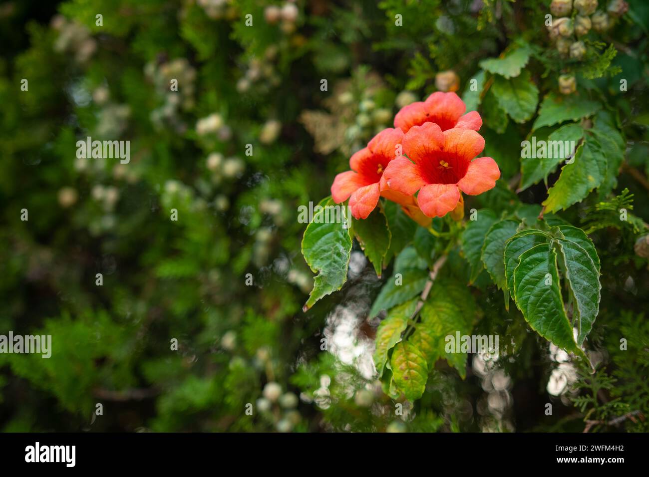 Campsis radicans, die Trompetenrebe, gelbe Trompetenrebe oder Trompetenkriecher, ist eine Art blühender Pflanze in der Familie der Bignoniaceae. Liebe und Walt Stockfoto
