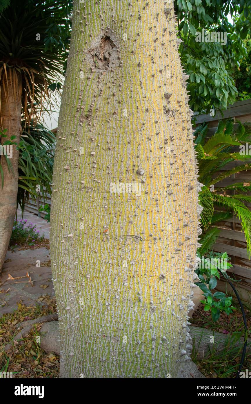Stamm des weißen Seidenbaums Ceiba insignis (syn. Chorisia insignis). Weißer Drache, betrunkener Baum, Korisia, ceiba de Brassil. Stockfoto