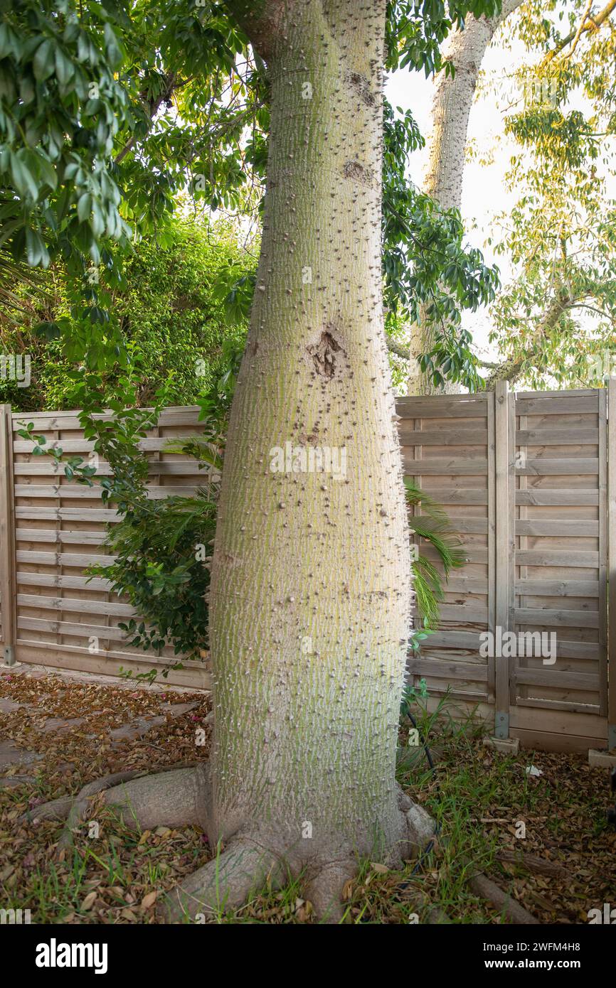 Stamm des weißen Seidenbaums Ceiba insignis (syn. Chorisia insignis). Weißer Drache, betrunkener Baum, Korisia, ceiba de Brassil. Stockfoto