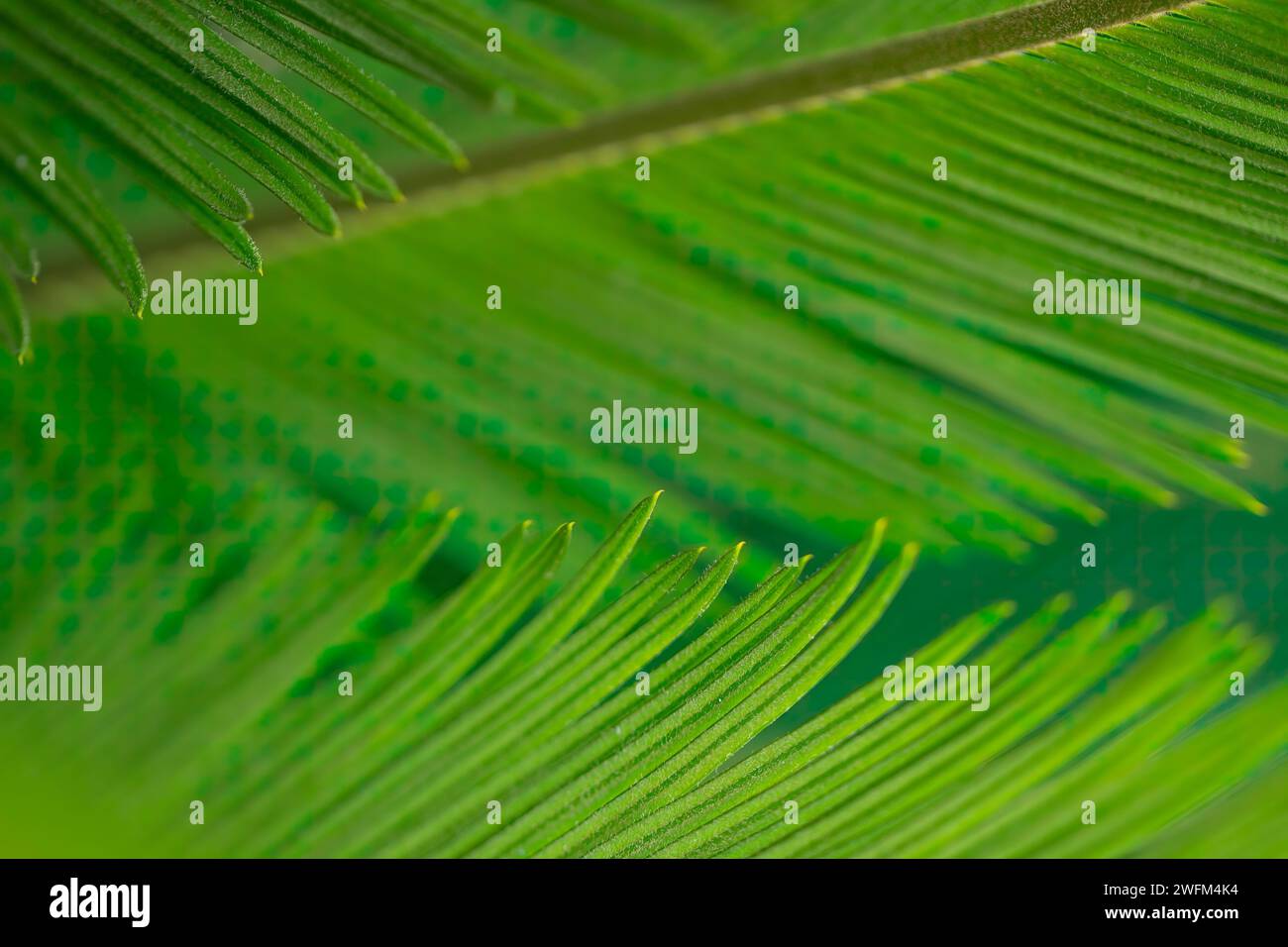 Dattelpalme (Phoenix dactylifera) mit Blattdetail. Grüne Blätter der Dattelpalme Nahaufnahme. Grüne Blätter der Dattelpalme Nahaufnahme. Palmblattstruktur und Hintergrund. Stockfoto