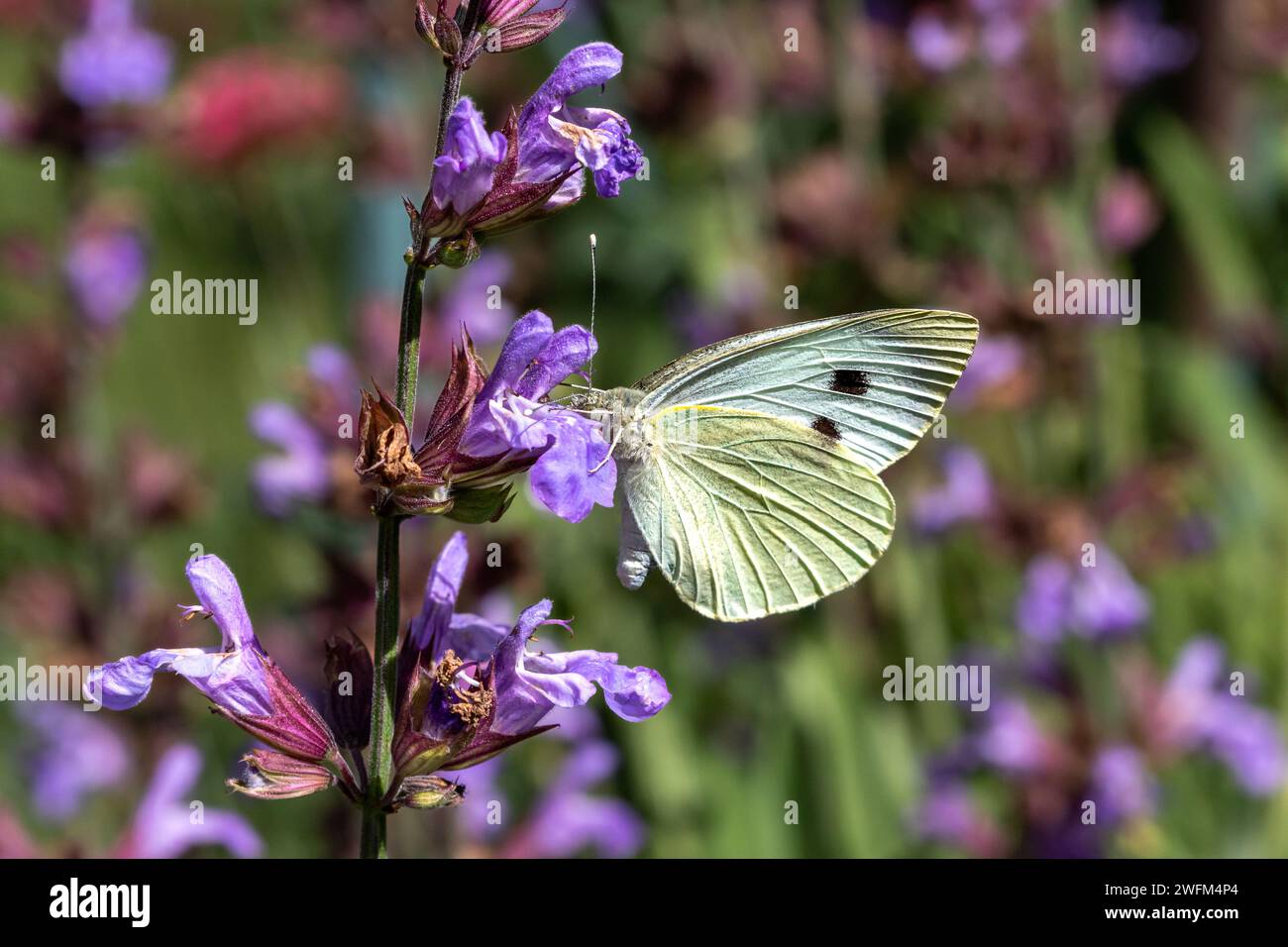 Ein schwarzer weißer Schmetterling (Aporia crataegi), der auf einer violetten Katzenminzblüte thront. Stockfoto