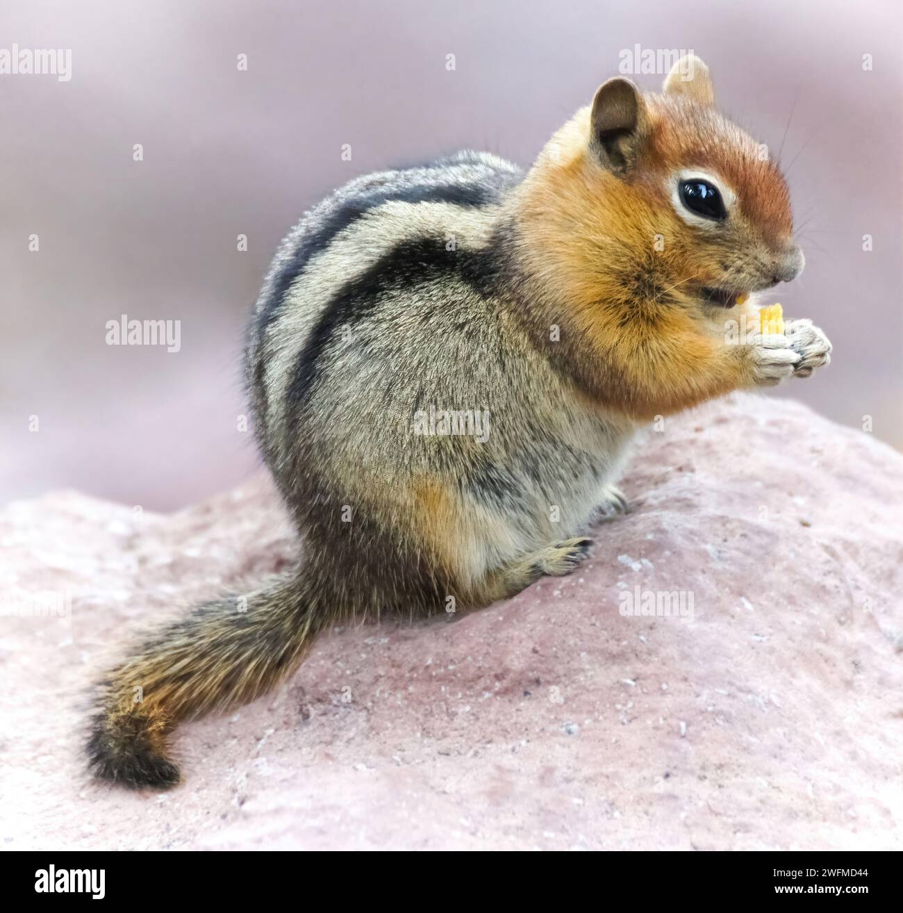 Gelbkiefer-Chipmunk isst Einen Cracker. Die Fütterung von Wildtieren kann ihr natürliches Futterverhalten stören und sie von Menschen abhängig machen. Stockfoto