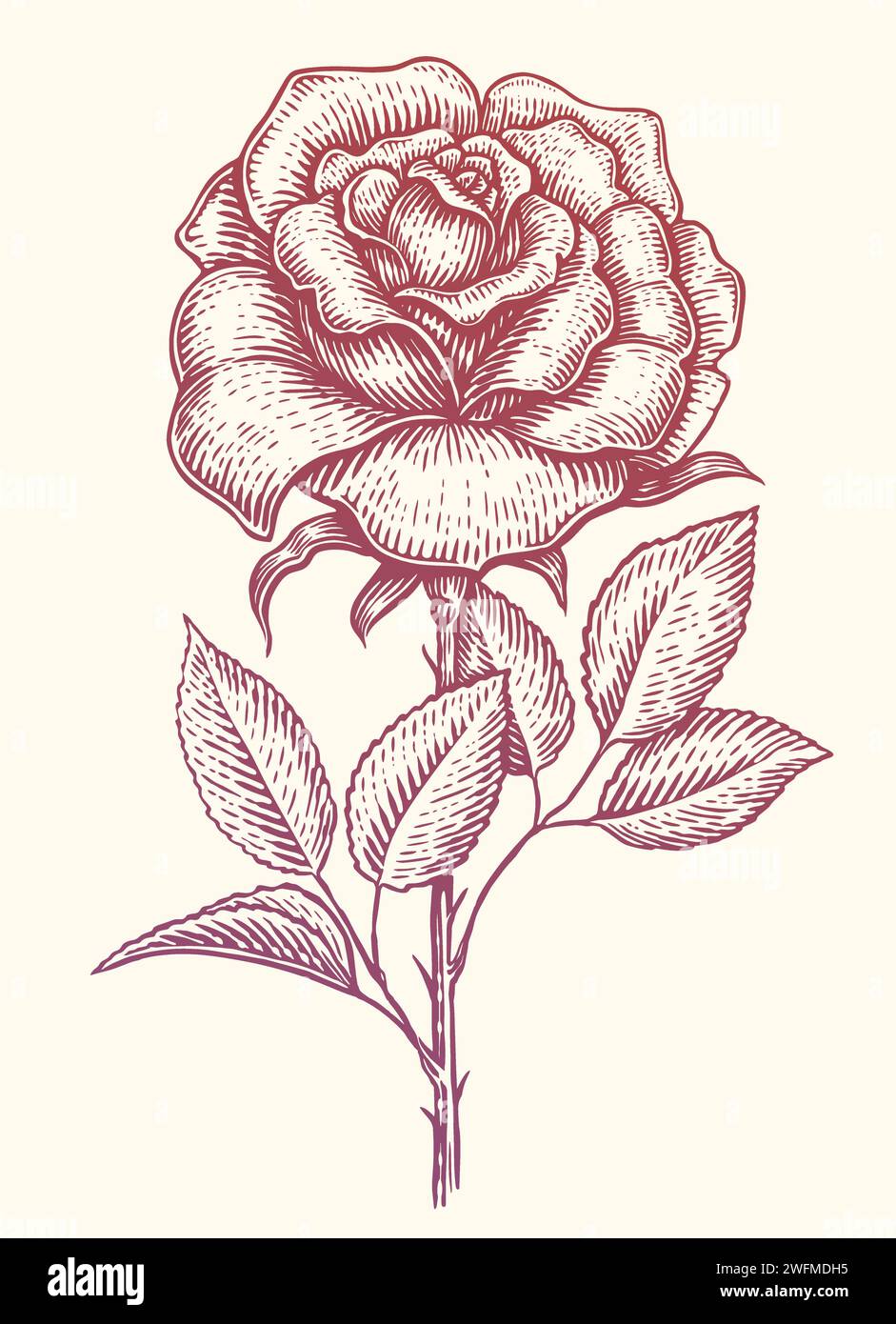 Rose mit Blättern am Stiel. Gartenblume. Handgezeichnete Vintage-Skizze Vektor-Illustration Stock Vektor