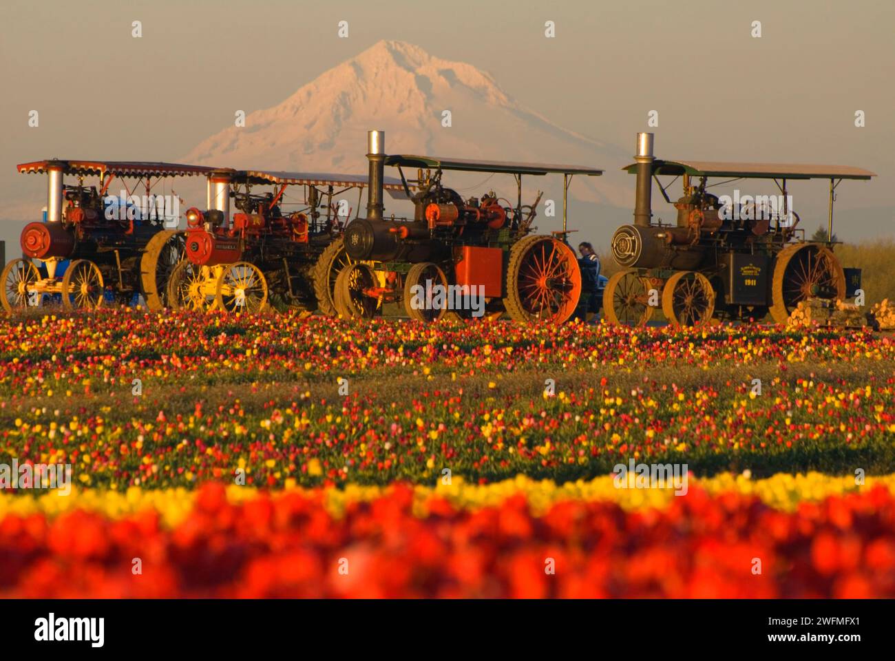 Antiker Traktor mit Mt Hood über Tulpenfeld, Wooden Shoe Bulb Co., Clackamas County, Oregon Stockfoto