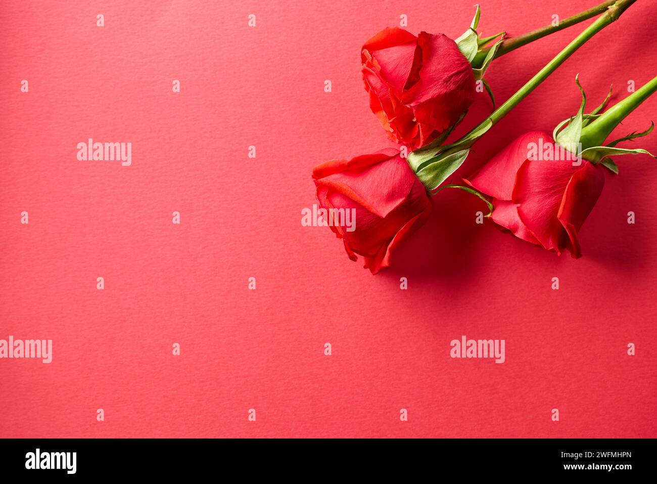 Nahaufnahme von drei roten Rosen Knospen auf rotem Hintergrund, Draufsicht Stockfoto