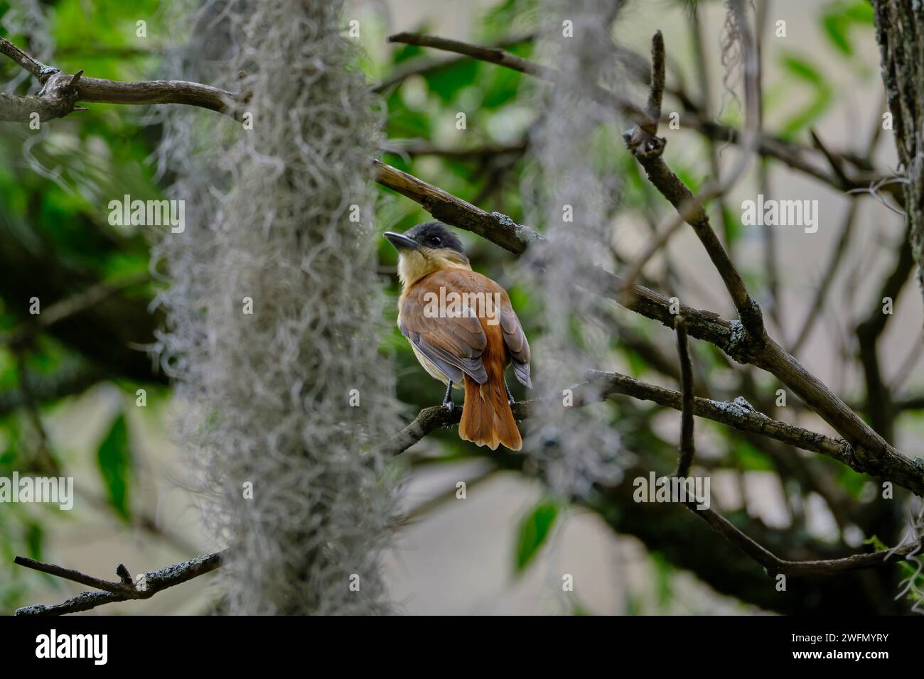 CRESTED BECARD (Pachyramphos validus), seltene und ungewöhnliche Sichtung dieser Art für Junín. Huancayo - Peru Stockfoto