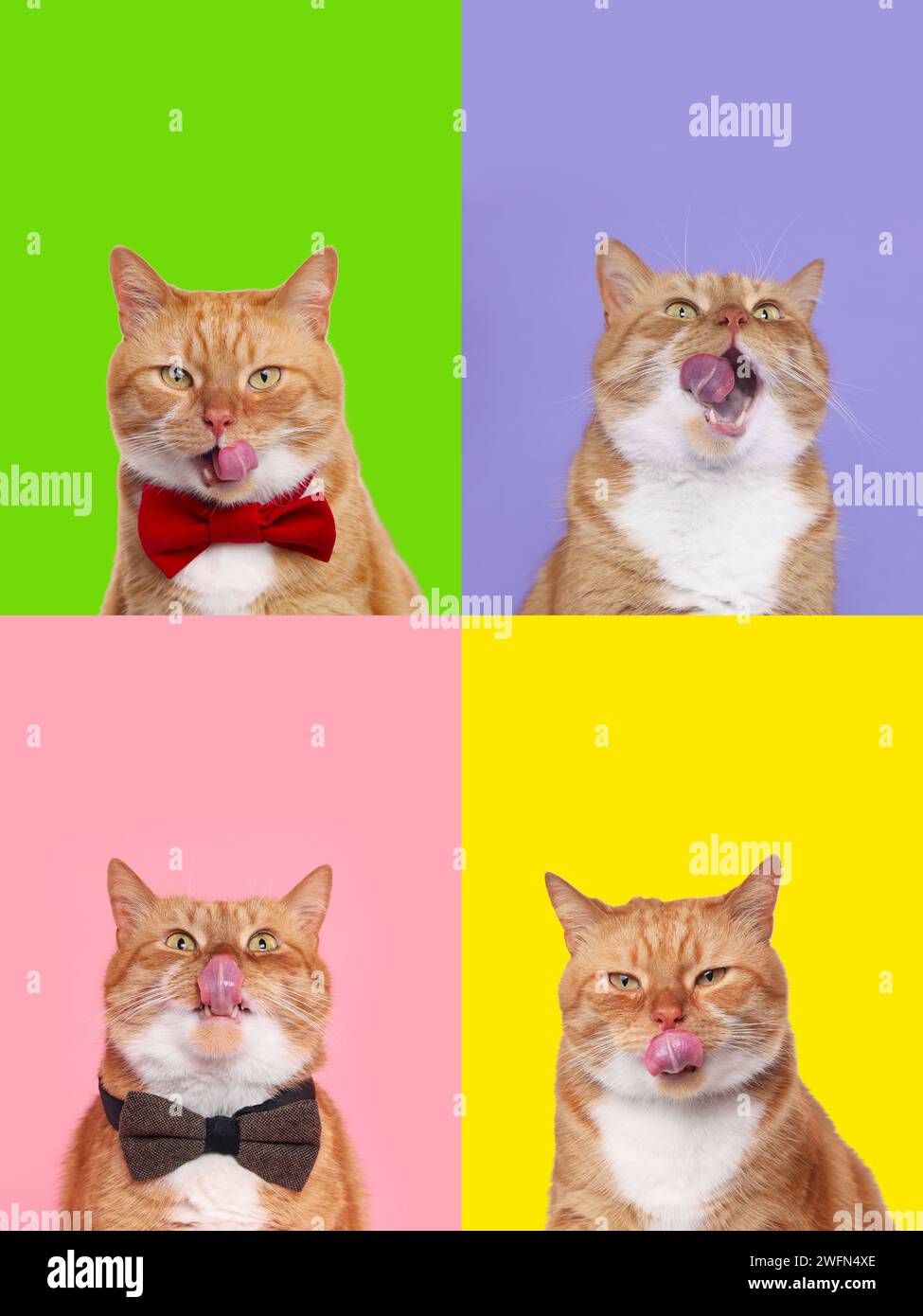 Niedliche rote Katze mit Zunge, Sammlung von Fotos auf verschiedenfarbigen Hintergründen Stockfoto