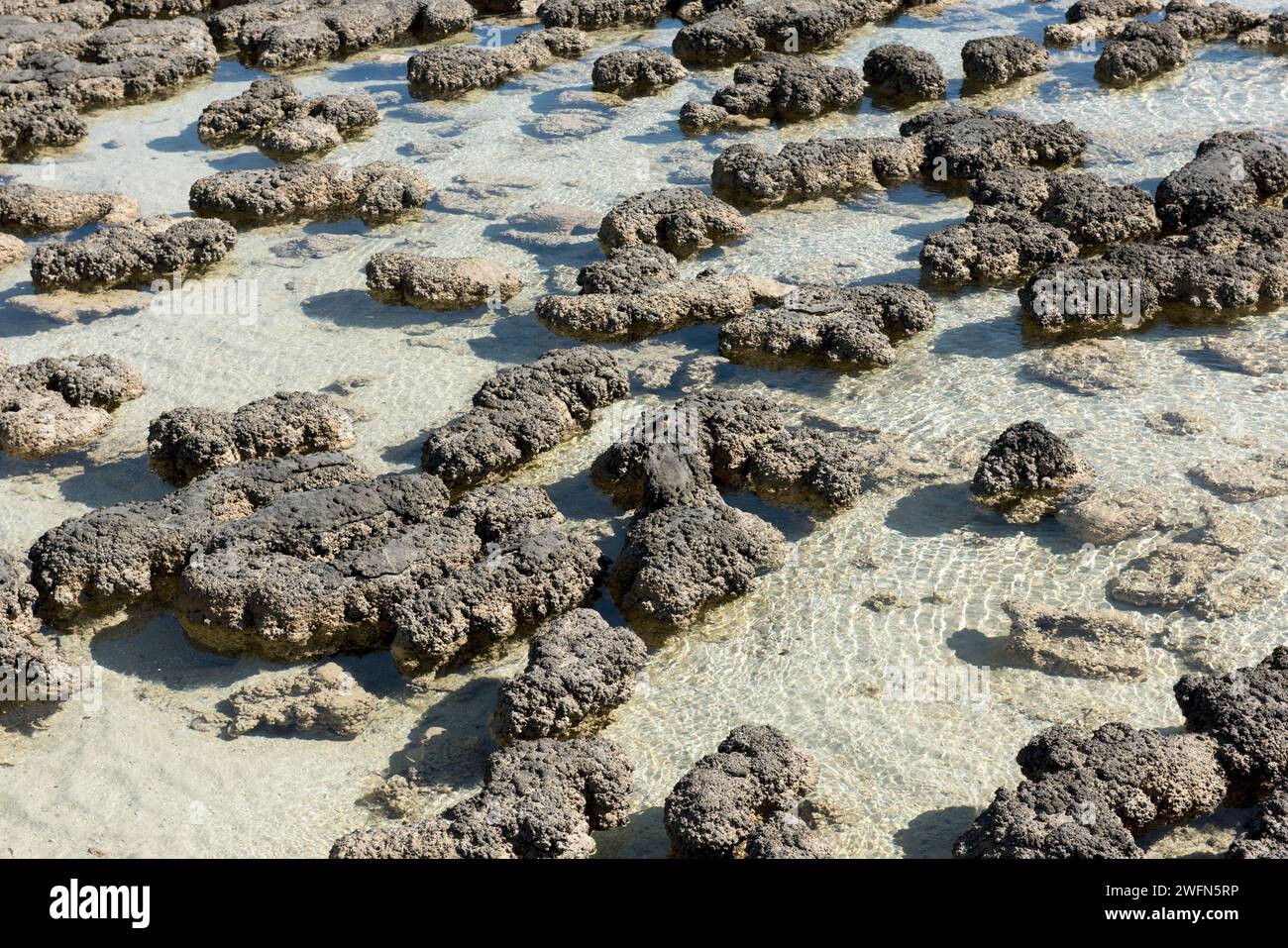 Die frühesten bekannten Lebensformen auf der Erde, Stromatoliten Meeresformationen in der Shark Bay, Westaustralien. Stockfoto