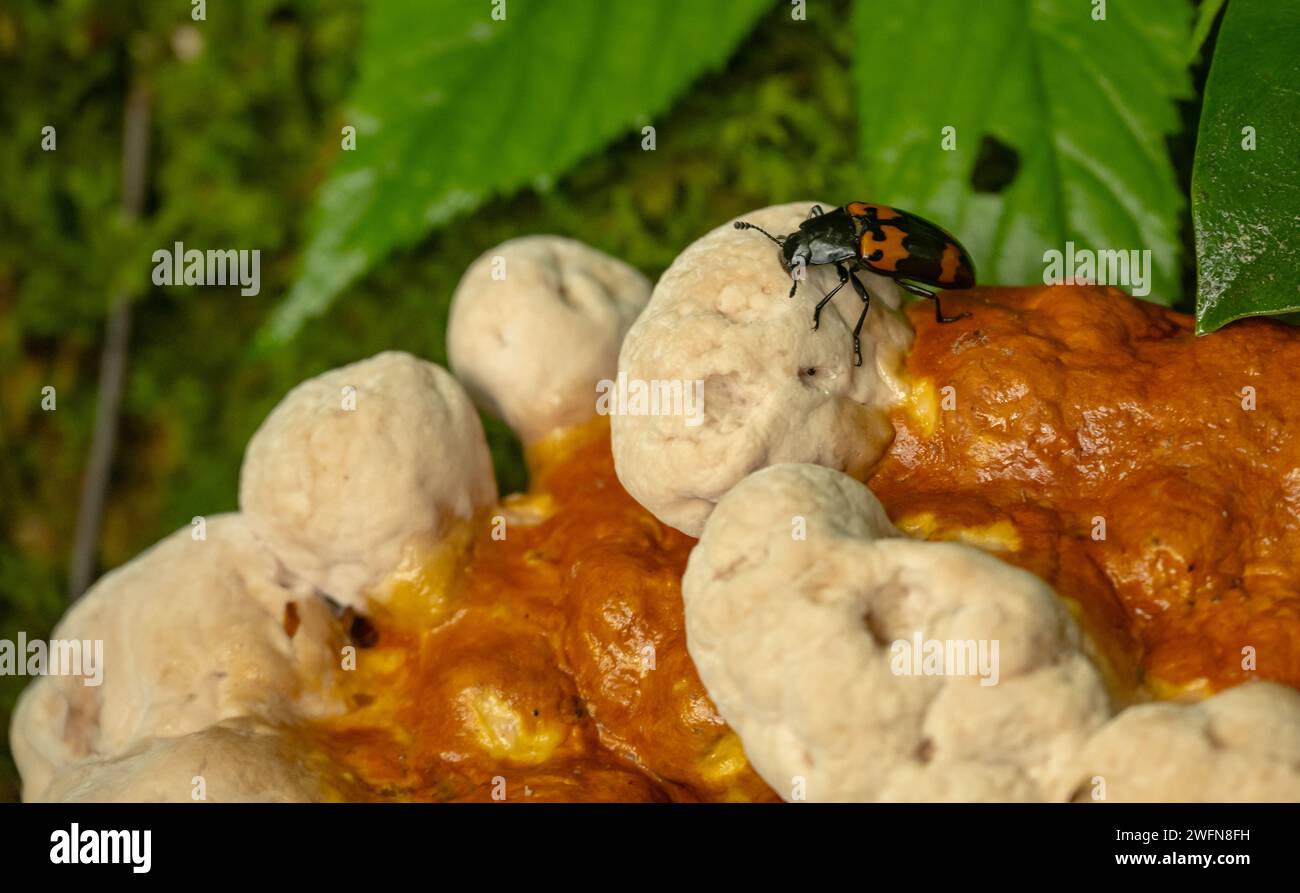 Nahaufnahme des gefälligen Pilzkäfers auf Puffy-Pilz in den Bergen von South Carolina Stockfoto