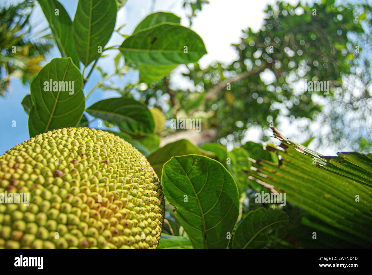 Reife Jackfrüchte hängen vom Baum Stockfoto