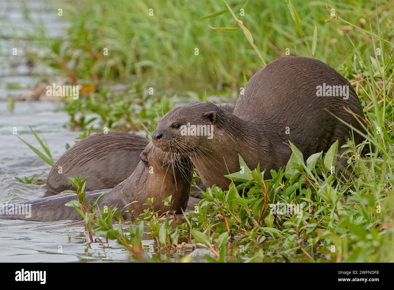 Glatte beschichtete Otter-Familie an der Seite des Kallang River Stockfoto