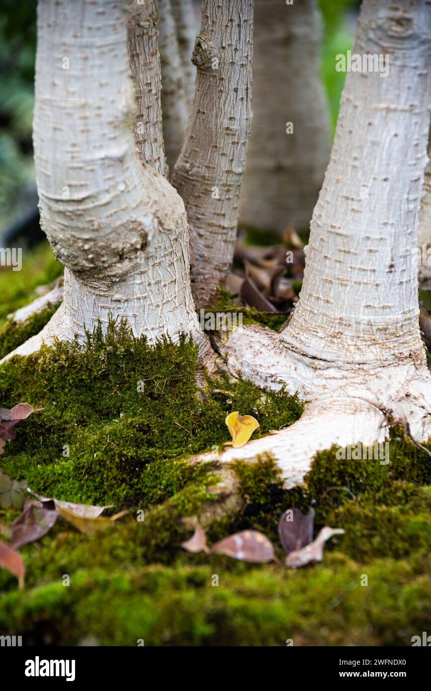 Die Miniaturwurzeln eines sehr alten Bonsai in den Botanischen Gärten von Erie County Stockfoto