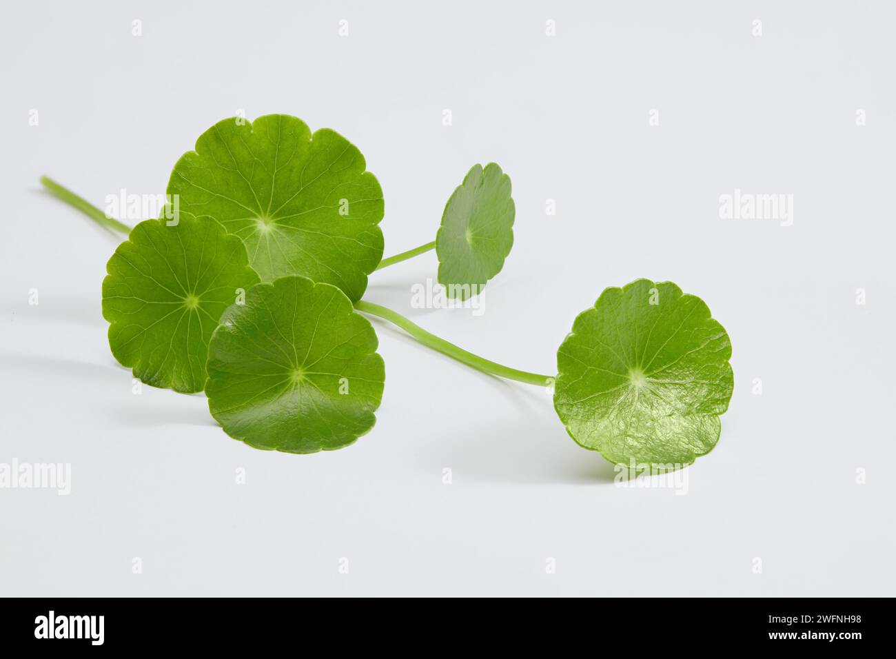 Gotu Kola (Centella asiatica), dekoriert auf minimalistischem weißem Hintergrund. Heilpflanzen mit medizinischen Eigenschaften Stockfoto