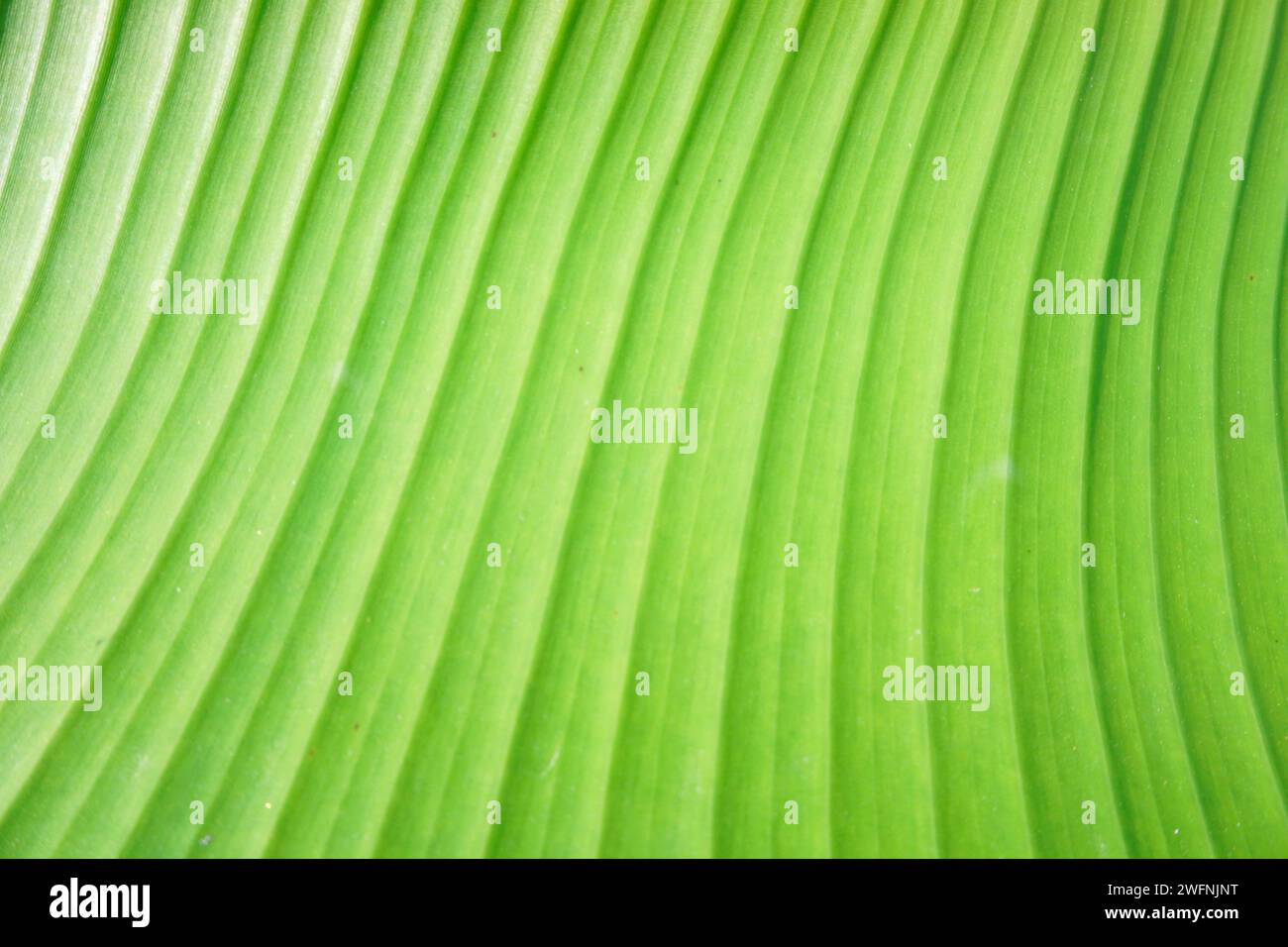Grüne Bananenblätter sorgen für einen weichen, strukturierten grünen Hintergrund Stockfoto