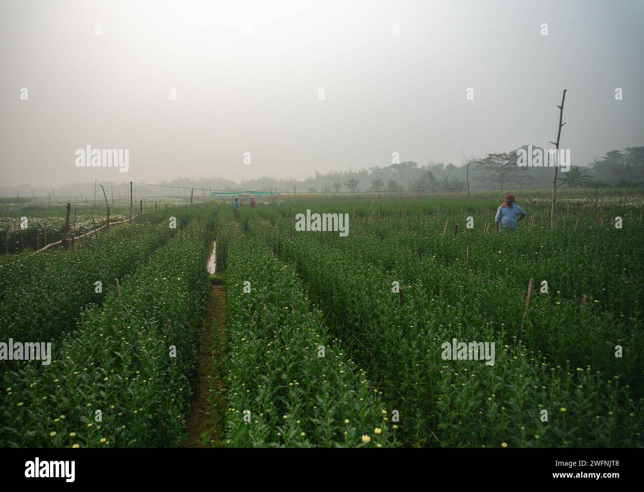 Khirai, Westbengalen, Indien - 23.01.23 : Farmer Nurturing angehende Chrysanthemen, Chandramalika, Chandramallika, Mütter, Chrysanthen, Gattung Chrysantheme. Stockfoto