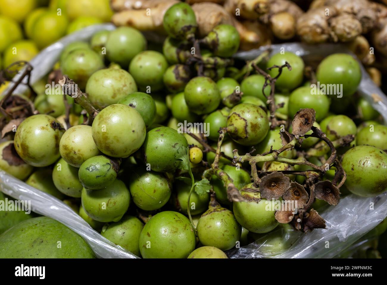 Indische Früchte Grüne duftende Manjack oder rotzige Kelche auch bekannt als Kleberbeere, Vogellinde, indische Kirsche, Lasoda oder Gunda. Diese Früchte werden verwendet Stockfoto