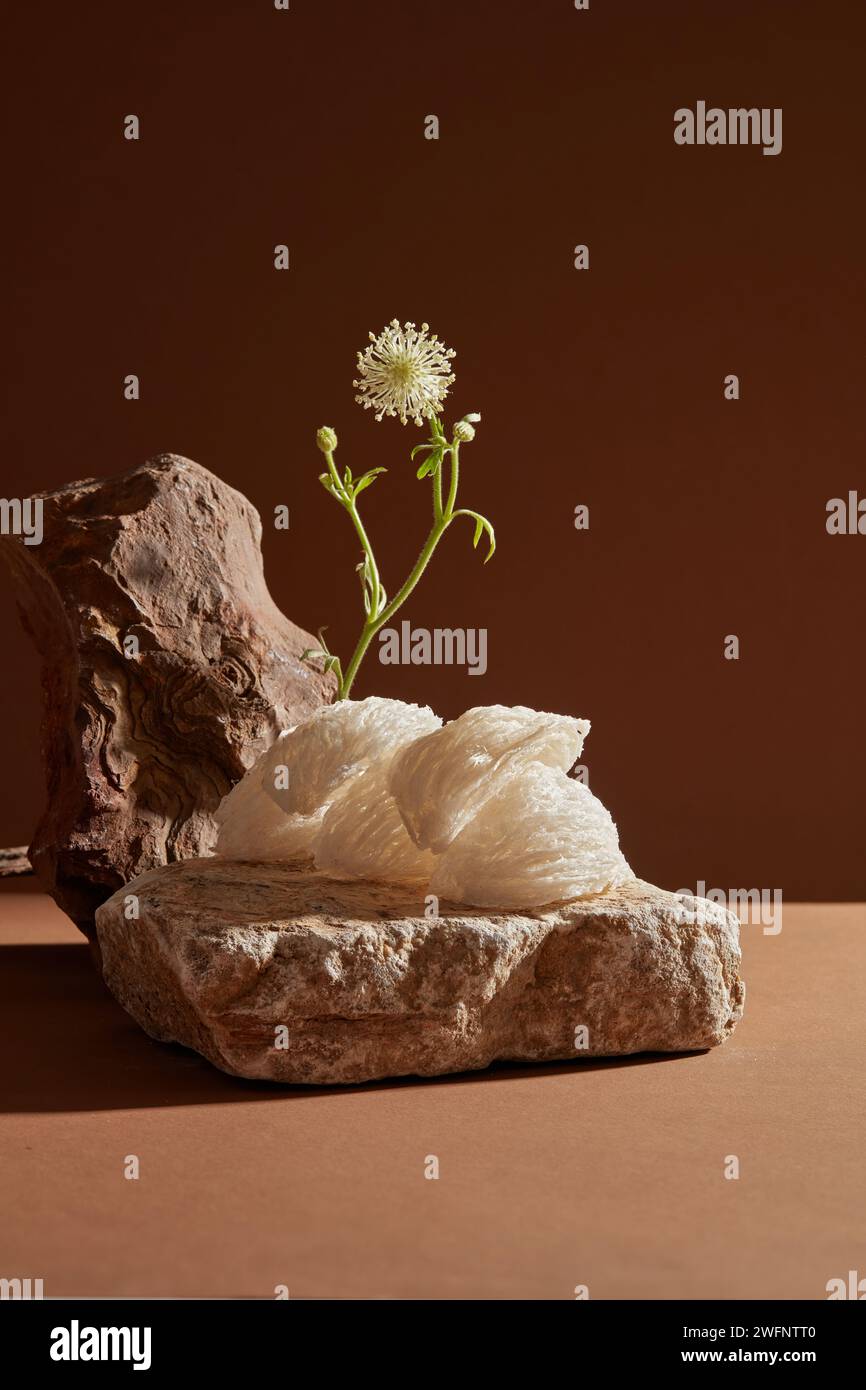 Essbare Vogelnester sind auf einem Stein angeordnet und mit weißen Blütenzweigen verziert. Vogelnest ist in Asien beliebt, weil es die Hautbarriere fördert Stockfoto