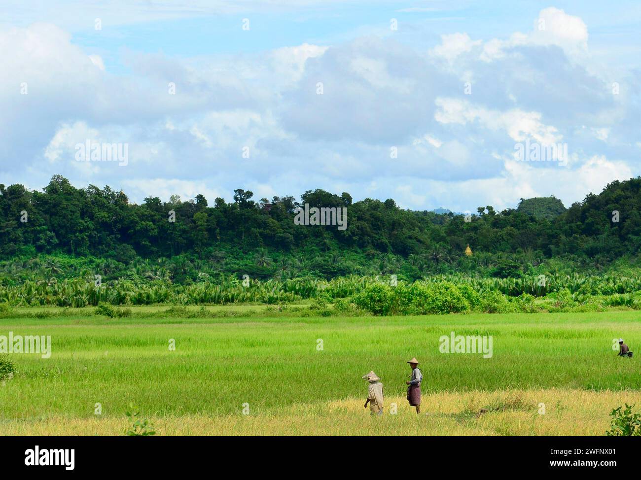 Reisfelder entlang des Kaladan-Flusses im Staat Rakhine, Myanmar. Stockfoto