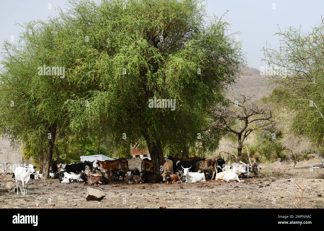 Eine Rinderherde, die sich im Schatten versteckt, während die Temperaturen steigen. Region Humera im Nordwesten Äthiopiens. Stockfoto
