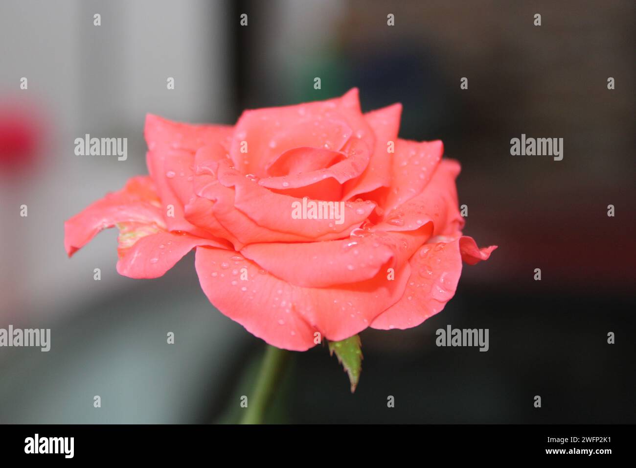 Blüht, die Bände sprechen. Heben Sie Ihren Raum mit der zeitlosen Schönheit meiner Rosenblütenfotografie auf. 🌹✨ Stockfoto