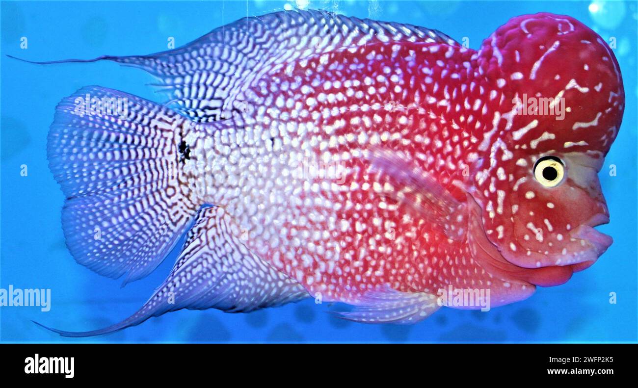 Tauchen Sie ein in die lebendige Welt des Kamfa Blumenhorns Cichlid! 🐠✨ besitze ein Stück aquatische Schönheit mit meiner fesselnden Fischfotografie. Perfekt für Bildschirme Stockfoto