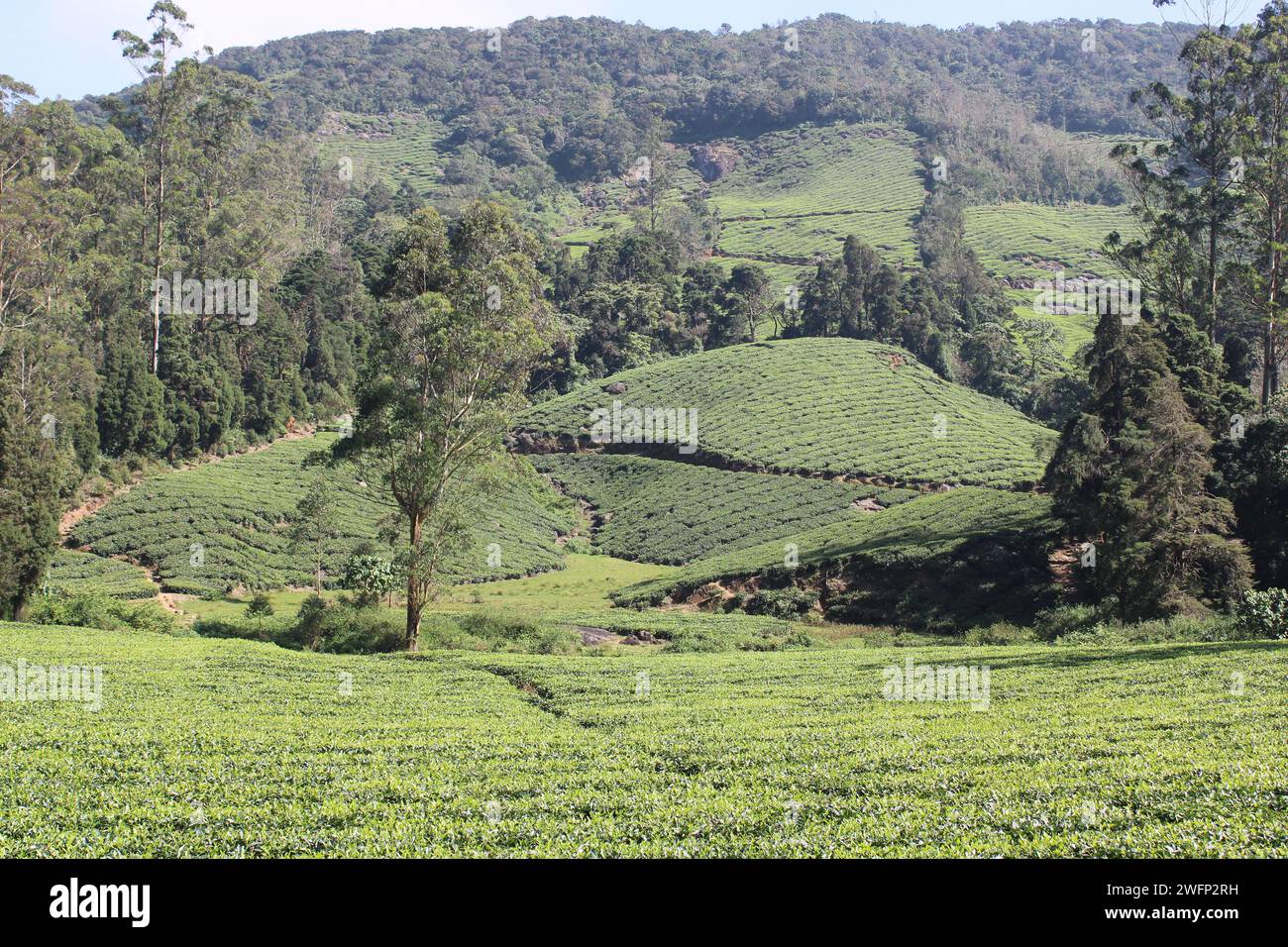 Diese faszinierende grüne Oase in Tamil Nadu, Indien, fängt die heitere Schönheit von Megamalai ein und steht Ihnen jetzt zur Verfügung, die Sie mit nach Hause nehmen können. Stockfoto
