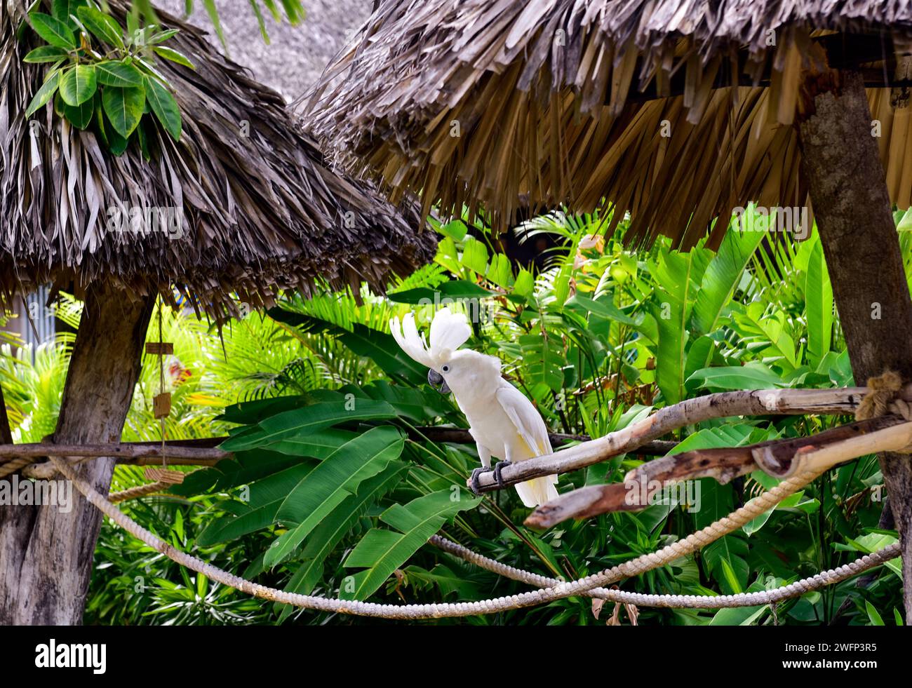 Resort in der Dominikanischen Republik Stockfoto
