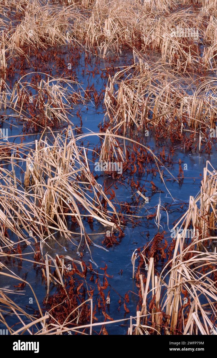 Das Schilf und andere Pflanzen zersetzen sich langsam über den Winter, werden aber von einer Eisdecke auf dem Wasser gehalten, die den blauen Himmel reflektiert, Wolf Road Pra Stockfoto