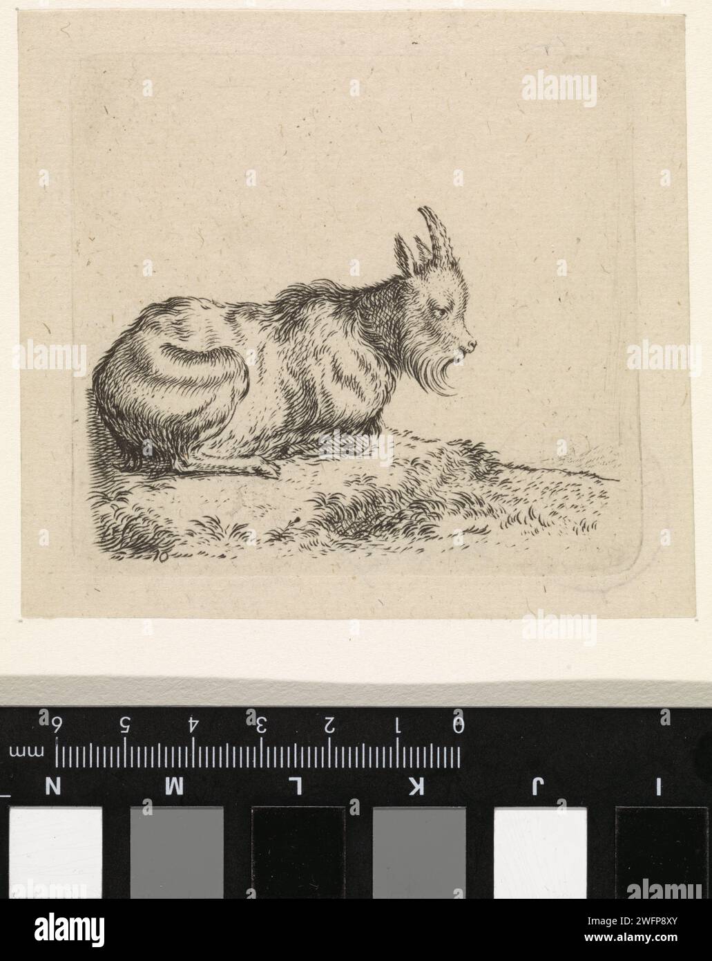Legests Gold, Cornelis Suttleven, 1617–1681 Druckpapier, das Ziegengraz Stockfoto