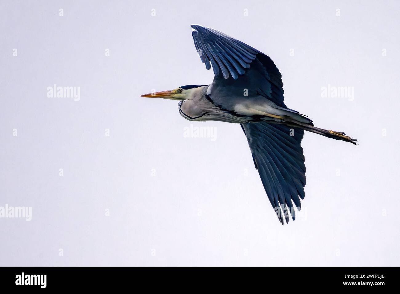 Ein Graureiher, der in Rajasthan, Indien, am Himmel fliegt Stockfoto